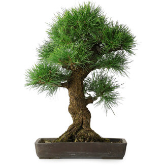 Pinus thunbergii, 63 cm, ± 20 ans