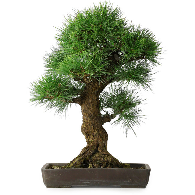 Pinus thunbergii, 63 cm, ± 20 jaar oud, in een pot met een chip van de rand