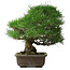 Pinus thunbergii, 52 cm, ± 20 years old