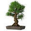 Pinus thunbergii, 63 cm, ± 20 ans, dans un pot avec un éclat du bord