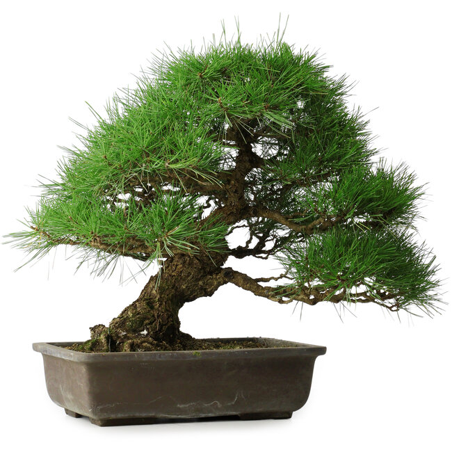 Pinus thunbergii, 52 cm, ± 20 ans