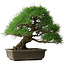 Pinus thunbergii, 52 cm, ± 20 years old