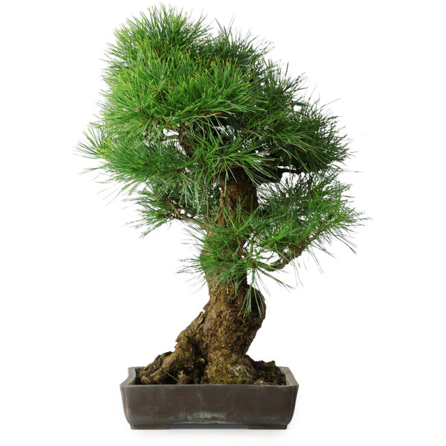 Pinus thunbergii, 63 cm, ± 20 anni, in un vaso con una scheggia dal bordo