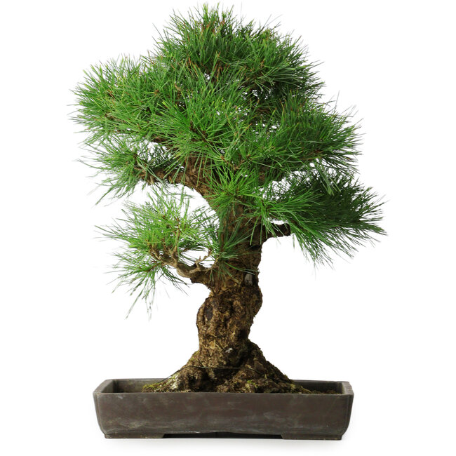 Pinus thunbergii, 63 cm, ± 20 Jahre alt, in einem Topf mit einem Abplatzer am Rand