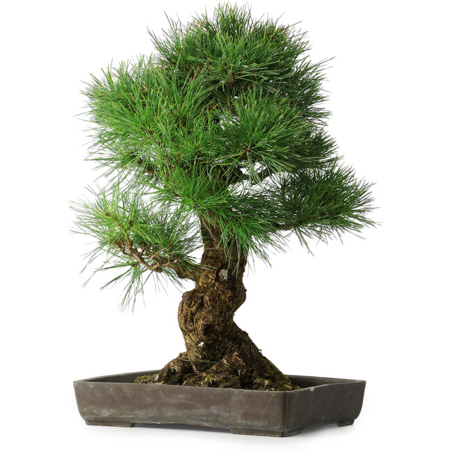 Pinus thunbergii, 63 cm, ± 20 anni, in un vaso con una scheggia dal bordo