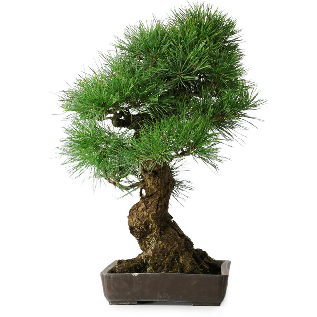 Pinus thunbergii, 63 cm, ± 20 Jahre alt, in einem Topf mit einem Abplatzer am Rand