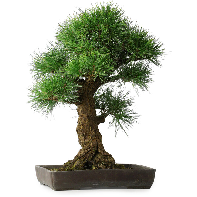 Pinus thunbergii, 63 cm, ± 20 years old, in a pot with a chip from the edge