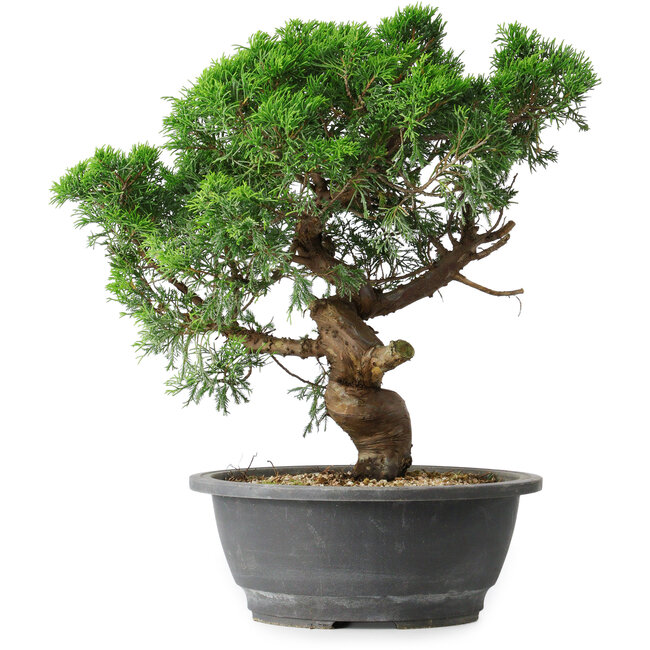 Juniperus chinensis Itoigawa, 36 cm, ± 15 ans