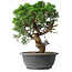 Juniperus chinensis Itoigawa, 36 cm, ± 15 años