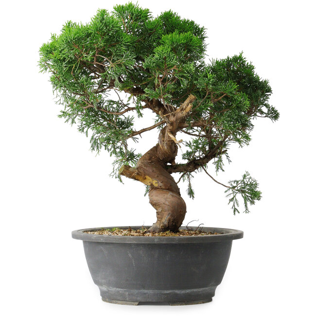 Juniperus chinensis Itoigawa, 36 cm, ± 15 jaar oud