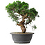 Juniperus chinensis Itoigawa, 36 cm, ± 15 years old