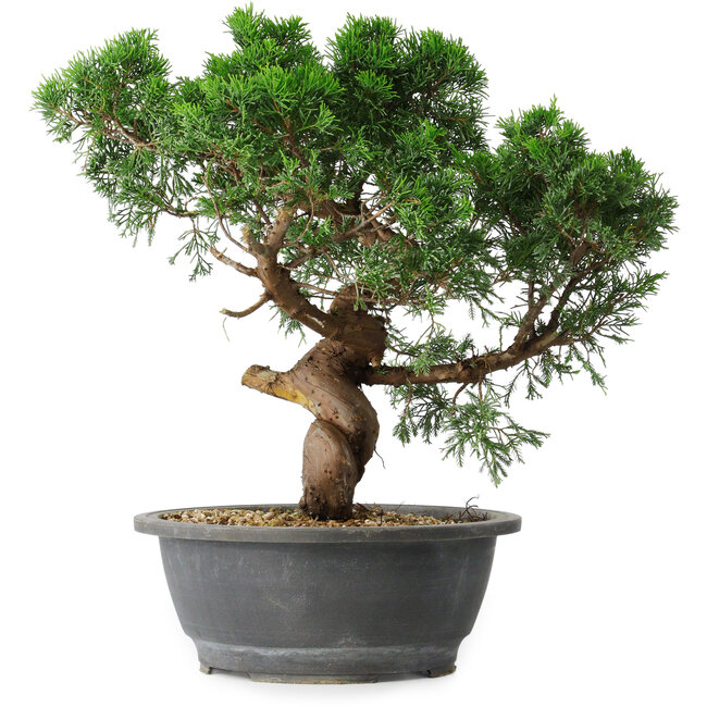Juniperus chinensis Itoigawa, 36 cm, ± 15 years old