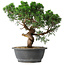 Juniperus chinensis Itoigawa, 36 cm, ± 15 anni