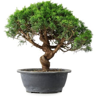Juniperus chinensis Itoigawa, 36 cm, ± 15 Jahre alt