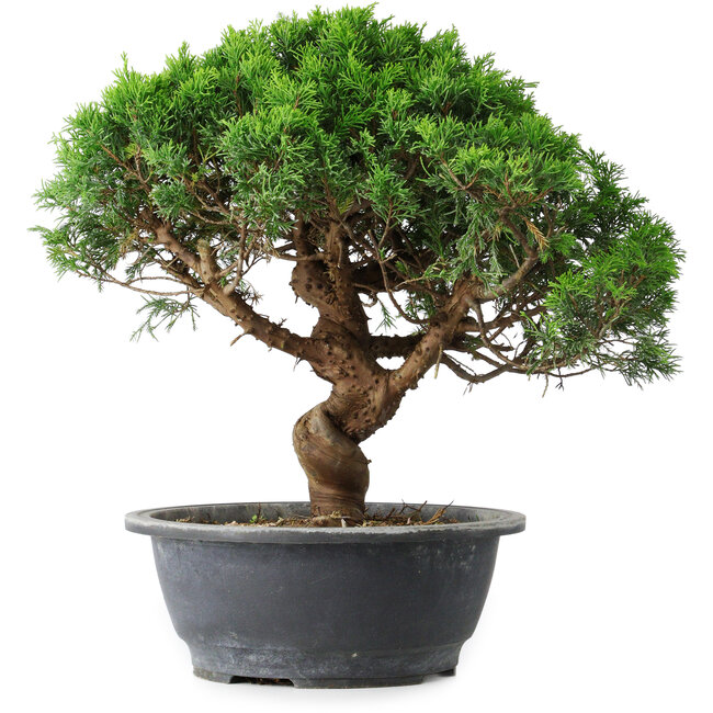Juniperus chinensis Itoigawa, 36 cm, ± 15 anni