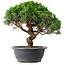 Juniperus chinensis Itoigawa, 36 cm, ± 15 anni
