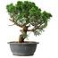 Juniperus chinensis Itoigawa, 36 cm, ± 15 jaar oud