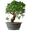 Juniperus chinensis Itoigawa, 36 cm, ± 15 jaar oud