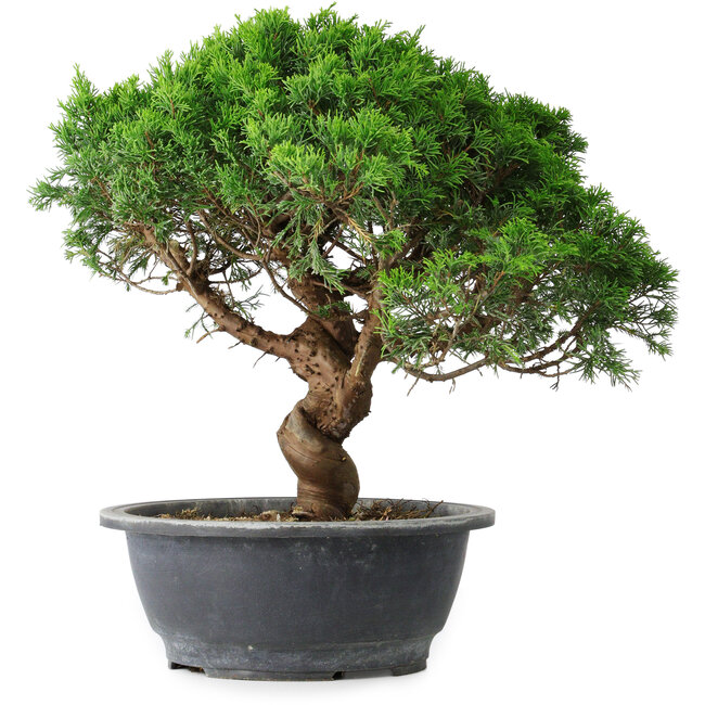 Juniperus chinensis Itoigawa, 36 cm, ± 15 years old