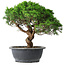 Juniperus chinensis Itoigawa, 36 cm, ± 15 years old