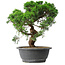 Juniperus chinensis Itoigawa, 36 cm, ± 15 Jahre alt