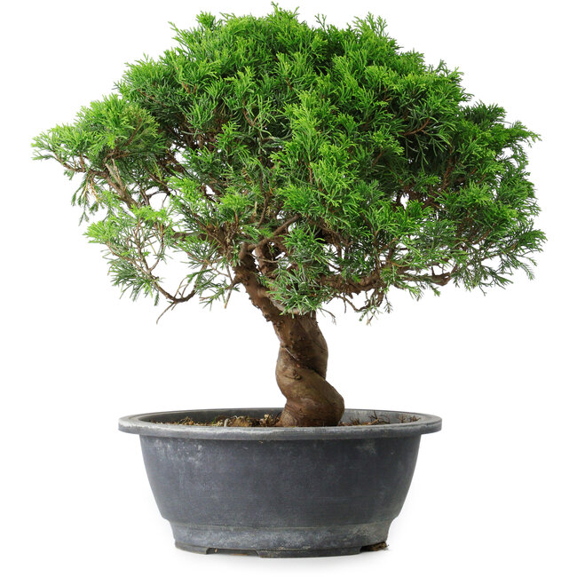 Juniperus chinensis Itoigawa, 36 cm, ± 15 ans