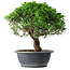 Juniperus chinensis Itoigawa, 36 cm, ± 15 jaar oud