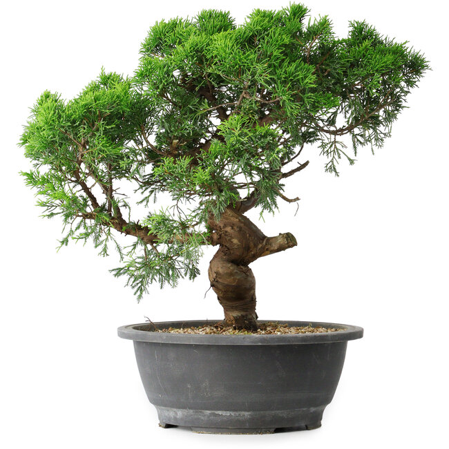 Juniperus chinensis Itoigawa, 36 cm, ± 15 años