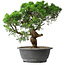 Juniperus chinensis Itoigawa, 36 cm, ± 15 jaar oud