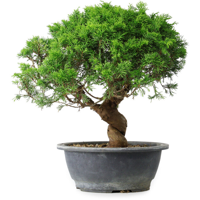 Juniperus chinensis Itoigawa, 36 cm, ± 15 anni