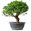 Juniperus chinensis Itoigawa, 36 cm, ± 15 jaar oud