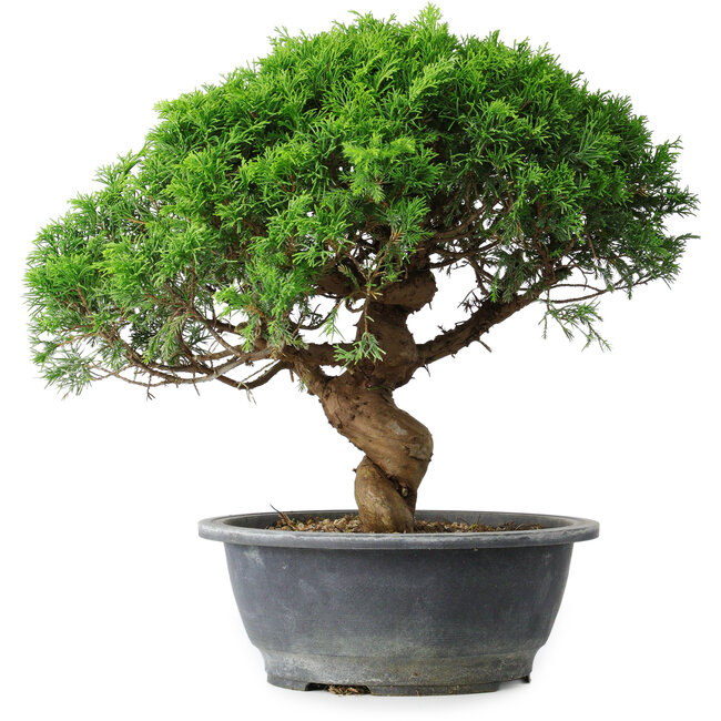 Juniperus chinensis Itoigawa, 36 cm, ± 15 ans