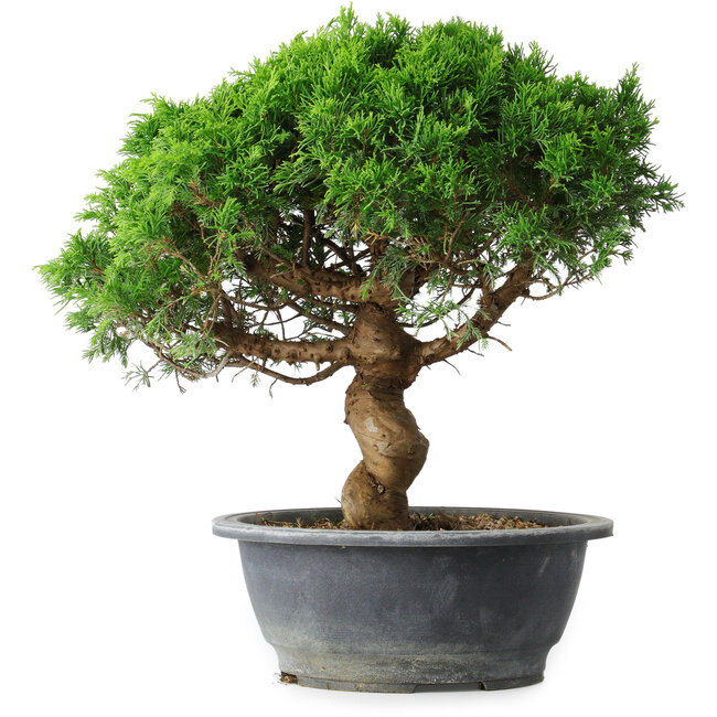 Juniperus chinensis Itoigawa, 36 cm, ± 15 anni