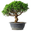 Juniperus chinensis Itoigawa, 36 cm, ± 15 ans