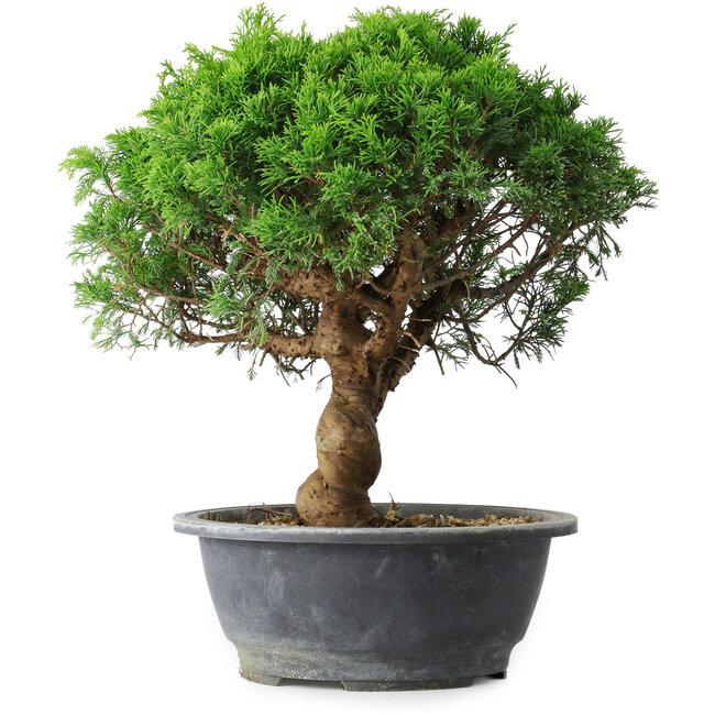Juniperus chinensis Itoigawa, 36 cm, ± 15 anni