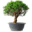 Juniperus chinensis Itoigawa, 36 cm, ± 15 años