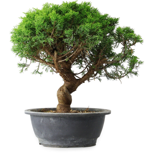 Juniperus chinensis Itoigawa, 36 cm, ± 15 anni