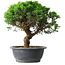 Juniperus chinensis Itoigawa, 36 cm, ± 15 años