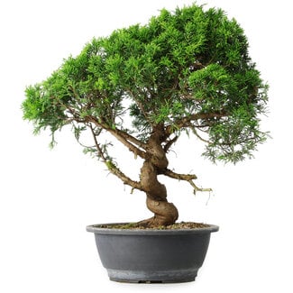 Juniperus chinensis Itoigawa, 44,5 cm, ± 15 Jahre alt