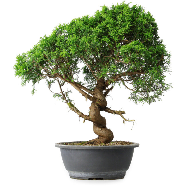 Juniperus chinensis Itoigawa, 44,5 cm, ± 15 años