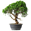 Juniperus chinensis Itoigawa, 44,5 cm, ± 15 years old