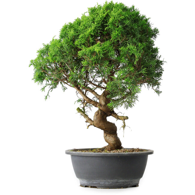 Juniperus chinensis Itoigawa, 44,5 cm, ± 15 years old