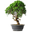 Juniperus chinensis Itoigawa, 44,5 cm, ± 15 Jahre alt