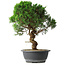Juniperus chinensis Itoigawa, 44,5 cm, ± 15 anni