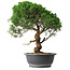 Juniperus chinensis Itoigawa, 44,5 cm, ± 15 years old