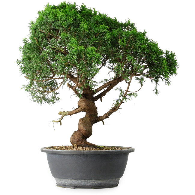 Juniperus chinensis Itoigawa, 44,5 cm, ± 15 Jahre alt