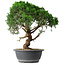 Juniperus chinensis Itoigawa, 44,5 cm, ± 15 años
