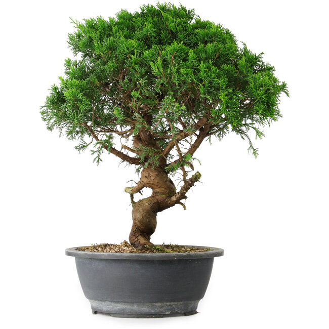 Juniperus chinensis Itoigawa, 44,5 cm, ± 15 años