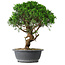 Juniperus chinensis Itoigawa, 44,5 cm, ± 15 anni