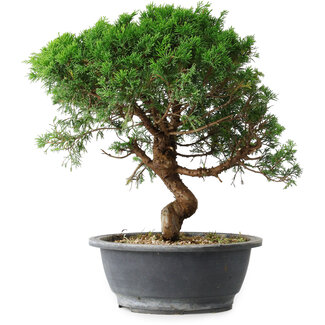 Juniperus chinensis Itoigawa, 36 cm, ± 15 ans